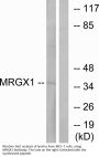 Anti-MRGX1 MRGPRX1 Antibody