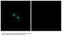 Anti-MRGX1 MRGPRX1 Antibody