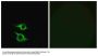 Anti-Olfactory receptor 5AP2 OR5AP2 Antibody