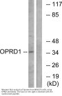 Anti-OPRD1/Delta Opioid Receptor Antibody