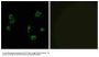 Anti-PEVR1 Antibody