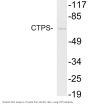 Anti-CTPS Antibody
