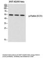 Anti-Phospho-Parkin (S131) PRKN Antibody
