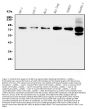 Anti-GRK2 Antibody Picoband®