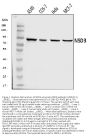 Anti-NSD3 Antibody Picoband®