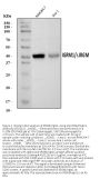 Anti-IRGM/Irgm1 Antibody Picoband®