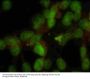 Anti-Nuclei CRWN1 Antibody