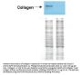 Anti-COLLAGEN Type I COL1A1 Antibody Biotin Conjugated