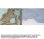 Anti-COLLAGEN Type I COL1A1 Antibody Biotin Conjugated
