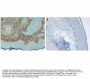 Anti-COLLAGEN Type I COL1A1 Antibody Biotin Conjugated