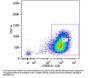 Anti-COLLAGEN Type I COL1A1 Antibody Biotin Conjugated