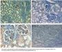 Anti-Fibronectin FN1 Antibody Biotin Conjugated