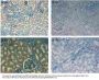 Anti-Fibronectin FN1 Antibody Biotin Conjugated