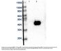 Anti-MEK2 C-Term MAP2K2 Monoclonal Antibody Biotin