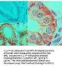 Anti-Human IL-17F Biotin Conjugated Monoclonal Antibody