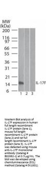 Anti-Human IL-17F Biotin Conjugated Monoclonal Antibody
