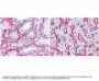 Anti-Collagen Type IV COL4A4 Antibody Biotin Conjugated