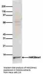 Anti-H4K20me1 HIST1H4A Antibody