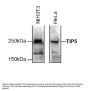 Anti-TIP5 BAZ2A Antibody