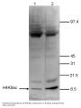 Anti-H4K8ac HIST1H4A Antibody