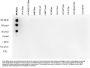 Anti-H4K8ac HIST1H4A Antibody