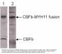 Anti-Myosin-11 MYH11 Antibody