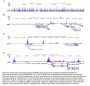 Anti-H4K5,8,12ac HIST1H4A Antibody