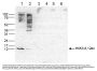 Anti-H4K5,8,12ac HIST1H4A Antibody