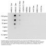 Anti-H4K5,8,12ac HIST1H4A Antibody