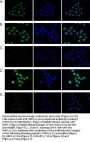 Anti-H4K5,8,12ac HIST1H4A Antibody