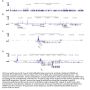 Anti-H4K5,8,12,16ac HIST1H4A Antibody