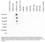 Anti-H4K5,8,12,16ac HIST1H4A Antibody