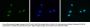 Anti-H4K5,8,12,16ac HIST1H4A Antibody