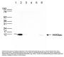 Anti-H4K5ac HIST1H4A Antibody