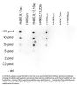 Anti-H4K5ac HIST1H4A Antibody