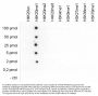 Anti-H4K20me1 HIST1H4A Antibody