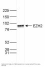 Anti-EZH2/Kmt6 Antibody