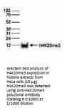 Anti-H4K20me3 HIST1H4A Antibody