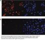 Anti-H4K20me3 HIST1H4A Antibody