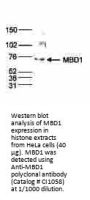 Anti-MBD1 Antibody