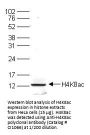 Anti-H4K8ac HIST1H4A Antibody