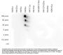 Anti-H4K8ac HIST1H4A Antibody