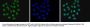 Anti-H4K8ac HIST1H4A Antibody