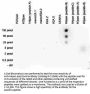 Anti-H4pan HIST1H4A Antibody
