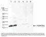Anti-H2AK5ac HIST1H2AB Antibody