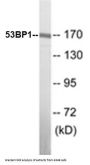 53BP1 Colorimetric Cell-Based ELISA Kit