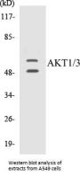 AKT1/3 Colorimetric Cell-Based ELISA Kit