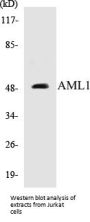 AML1 Colorimetric Cell-Based ELISA Kit