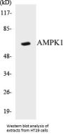 AMPK1 Colorimetric Cell-Based ELISA Kit