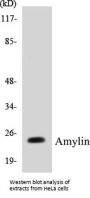 Amylin Colorimetric Cell-Based ELISA Kit